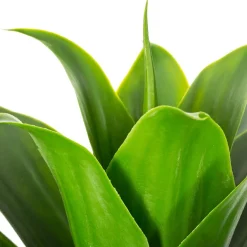 Plante artificielle (H34 cm) Aloe vera